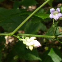 Strobilanthes lupulina Nees